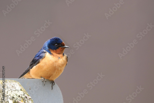 Fotografi Male Barn Swallow, Hirundo rustica, on a post