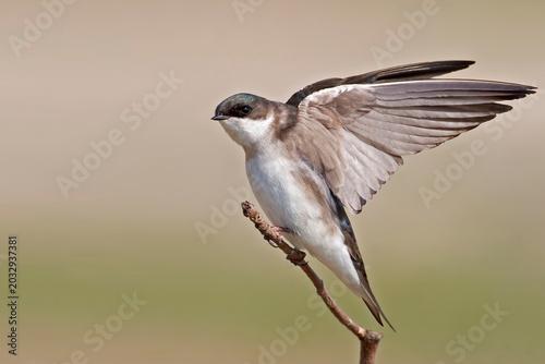 Close up view of a female Tree Swallow, Tachycineta bicolor