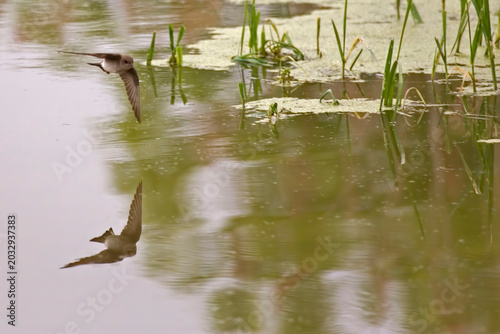 Northern Rough-winged Swallow, Stelgidopteryx serripennis, in flight with reflection