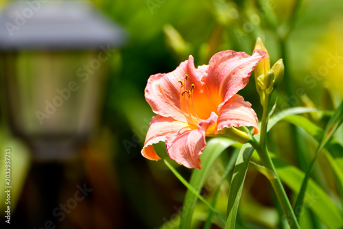 red lily flower