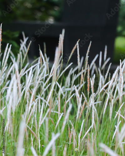A beautiful display of Cogon Grass (Imperata cylindrica) featuring its signature fluffy white seed heads and slender green blades blooming in a serene meadow setting.