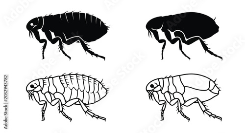 Photos Flea Silhouettes And Line Art On White Background