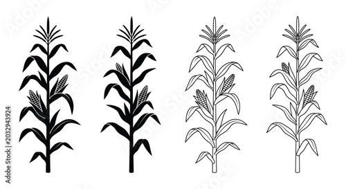Fotografie Corn stalk illustrations black and white line art on a white background
