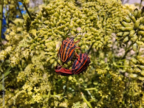 ESCARABAJOS EN UNA FLOR