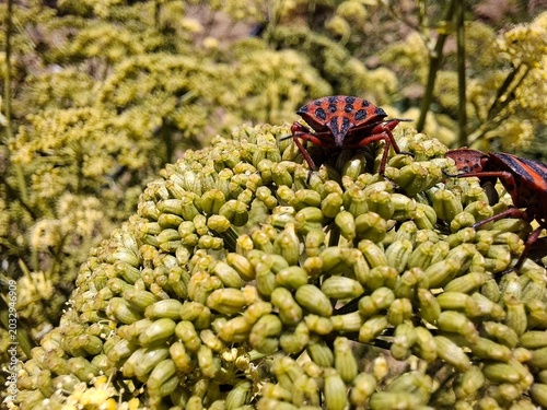 ESCARABAJOS EN UNA FLOR