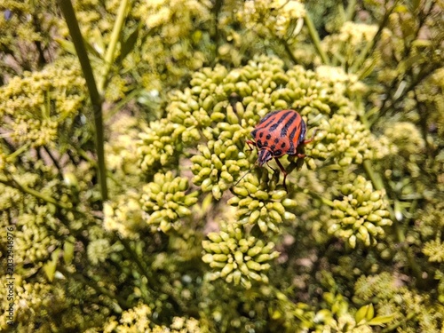 ESCARABAJOS EN UNA FLOR