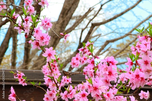 花のある風景