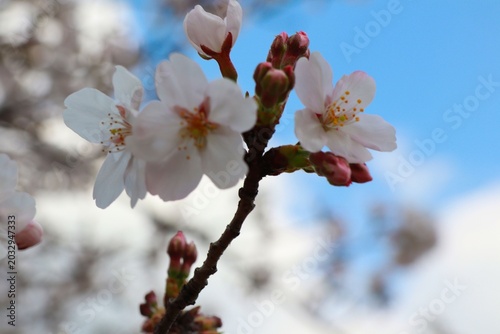 桜
