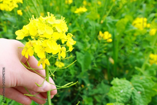 菜の花を持つ女性の手