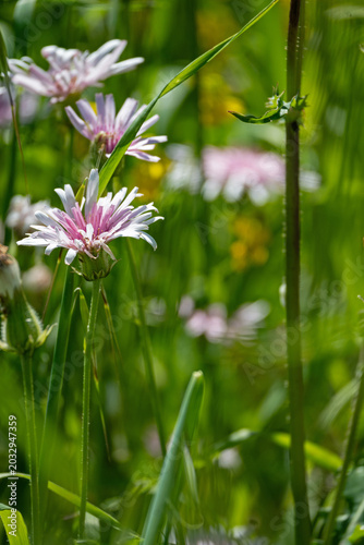 beautiful wildflowers in Apulia in springtime