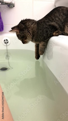 Tabby cat with brown fur leans over the edge of a bathtub, curiously reaching toward the water surface while observing its reflection in the calm water, with a light-colored bathroom background