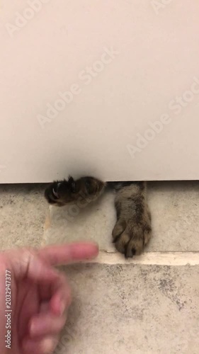 Cat paw extends from under a closed door while a hand reaches toward it, capturing a playful moment in a cozy home environment with a tiled floor and simple interior design