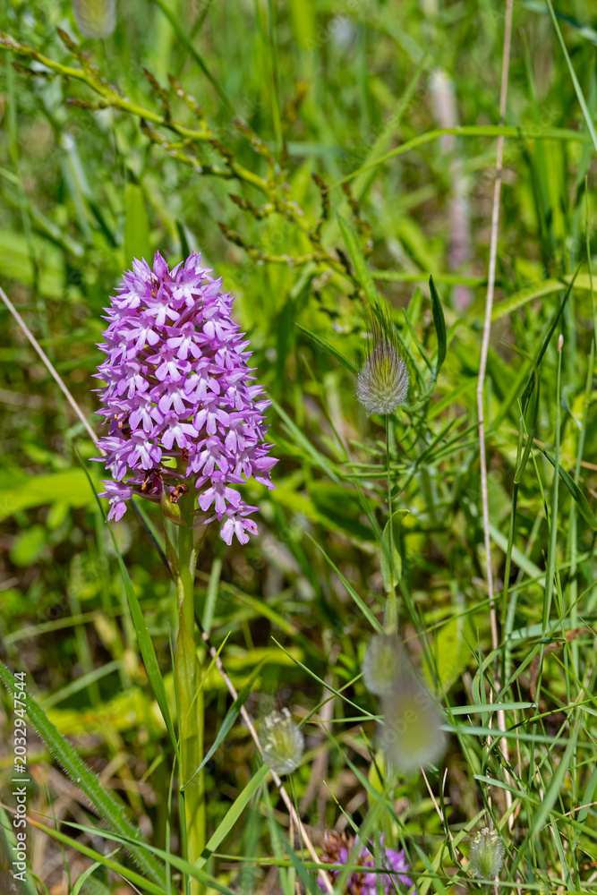 Fototapeta premium picture of a marsh orchid near Otranto in Apulia