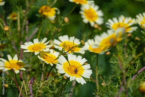 beautiful wildflowers in Apulia in springtime