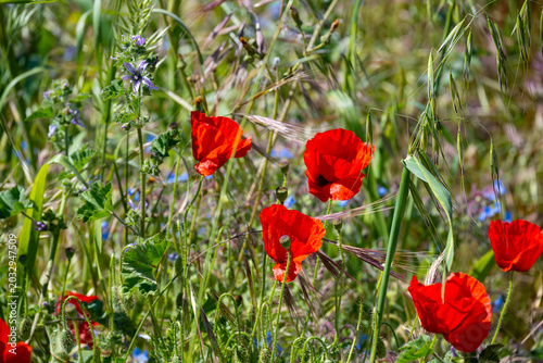 beautiful red poppy flowers in a blooming meadow