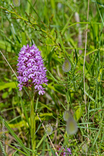 picture of a marsh orchid near Otranto in Apulia