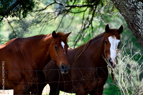 horse in the field