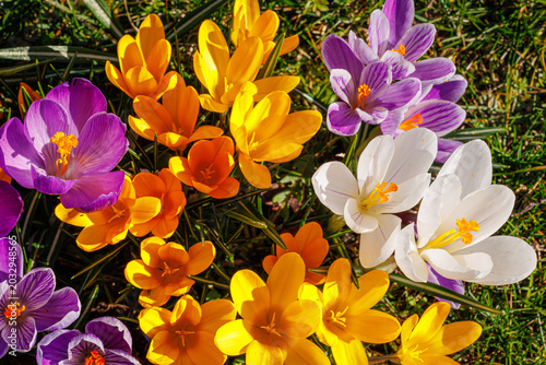 Slika na platnu Spring background with violet Crocus flowers in park