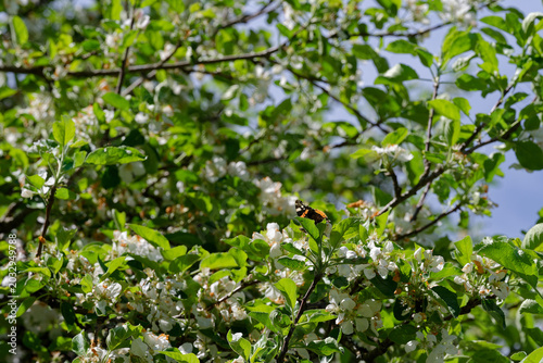Quadro su tela A red admiral on apple tree blossoms.