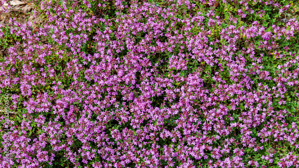 Fototapeta premium Fields of small purple flowers bloom under bright sunlight in a garden during the spring season