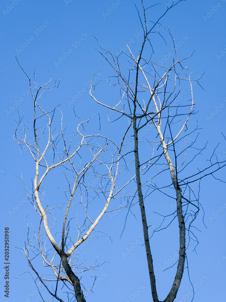 Obraz premium Leafless bare tree branches stretch upwards against a solid clear blue sky background.