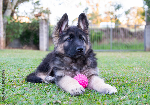 Fotografie German Shepherd puppy looking forward and lying on green grass with a toy ball between paws