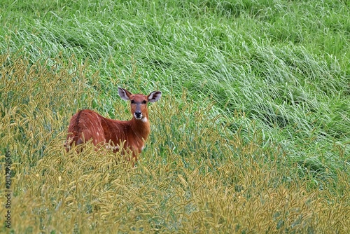 Foto 草原の中で振り向くメスのシタツンガ