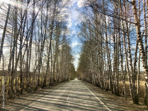 Spring birch tree avenue — straight country road and shadow rhythm