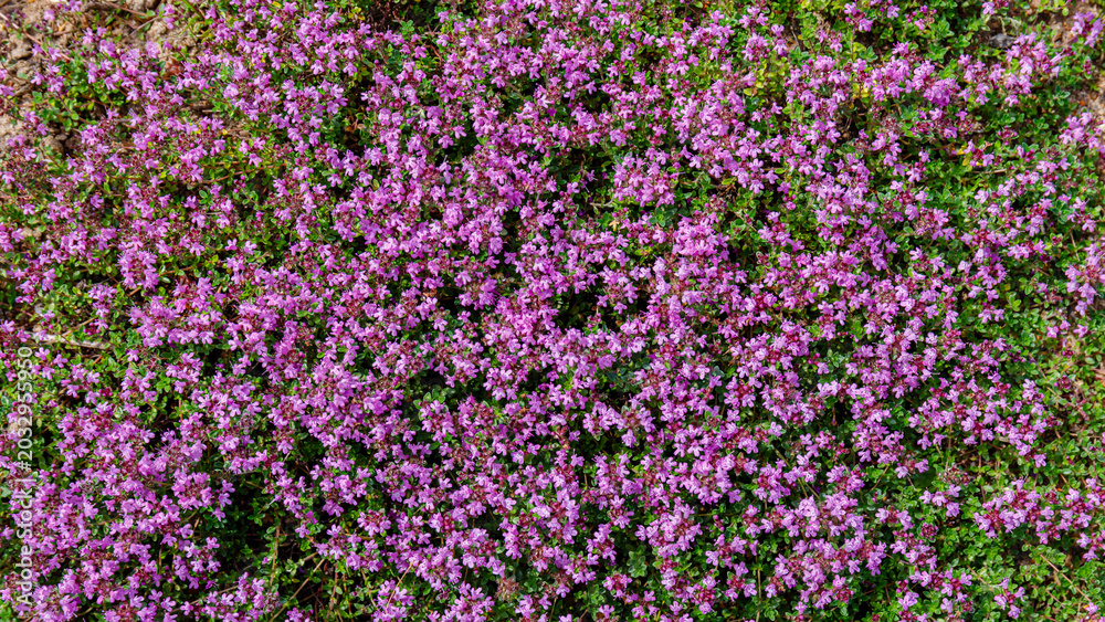 Obraz premium Vast field covered in pink flowers under bright sunlight during springtime in a rural area