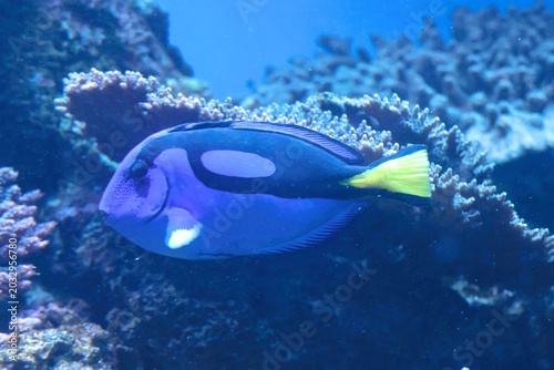Bilde på lerret Blue Tang in an aquarium