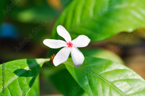 Принти на полотні Kopsia fruticosa Kerr A DC ,Kopsia fruticosa Roxb A DC or APOCYNACEAE or pink fl