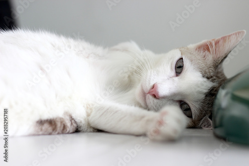 The cat lay on the floor in white living room