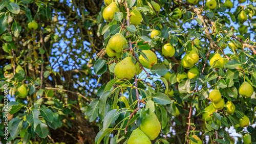 Fotografi Fresh green pears ripen on branches of a thriving fruit tree in an outdoor garde