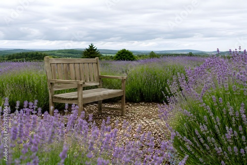 Wooden Bench in Blooming Lavender Field Under Soft Cloudy Sky