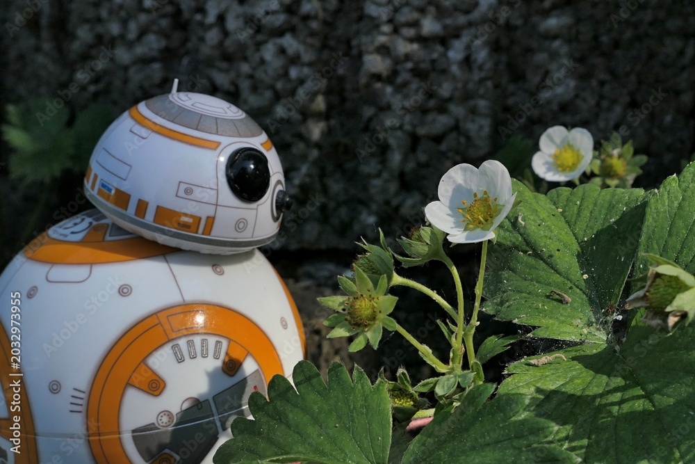 Naklejka premium Detail of BB8 astromech droid model from Star Wars adoring spring flowering straweberry plant, latin name Fragaria ananassa, growing from concrete fittings in garden. 