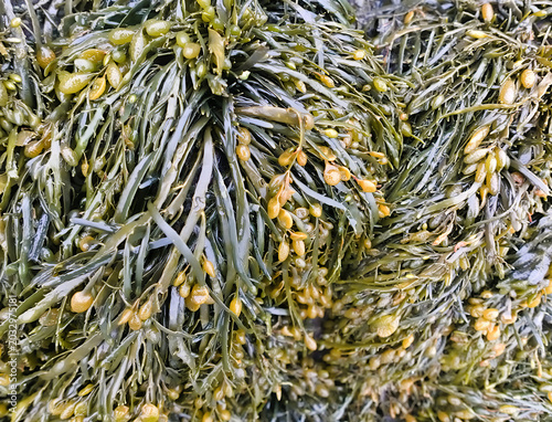 large quantity of Ascophyllum nodosum, Norwegian brown algae
