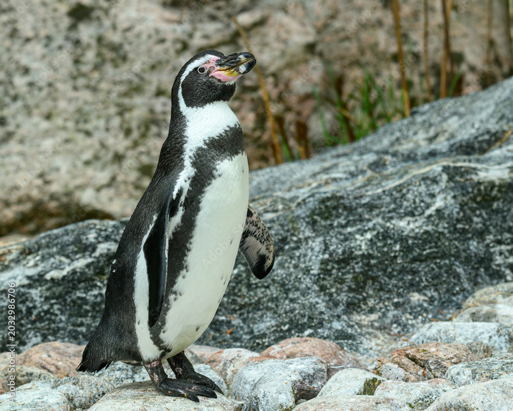 Fototapeta premium A penguin stands on a rocky surface close to water. It looks around while surrounded by stones and grass. The setting shows a natural habitat where wildlife can thrive