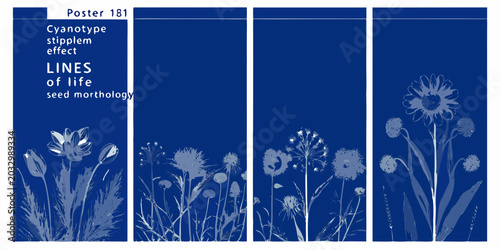Bild auf Leinwand Cyanotype Botanical Illustrations With Seed Morphology Details Dark Blue Backgro