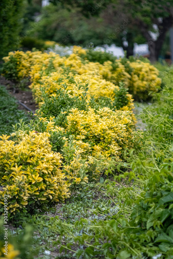 Obraz premium Variegated shrubs in manicured garden. Yellow and green variegated Euonymus fortunei shrubs in a well-maintained garden. The shallow depth of field creates a serene. Professional landscape vibe.
