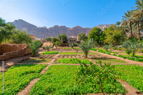 Traditional irrigation canals nourishing cultivated fields and gardens create a vibrant green oasis farms in the arid landscape of Al-Ula, Saudi Arabia, highlighting sustainable agriculture