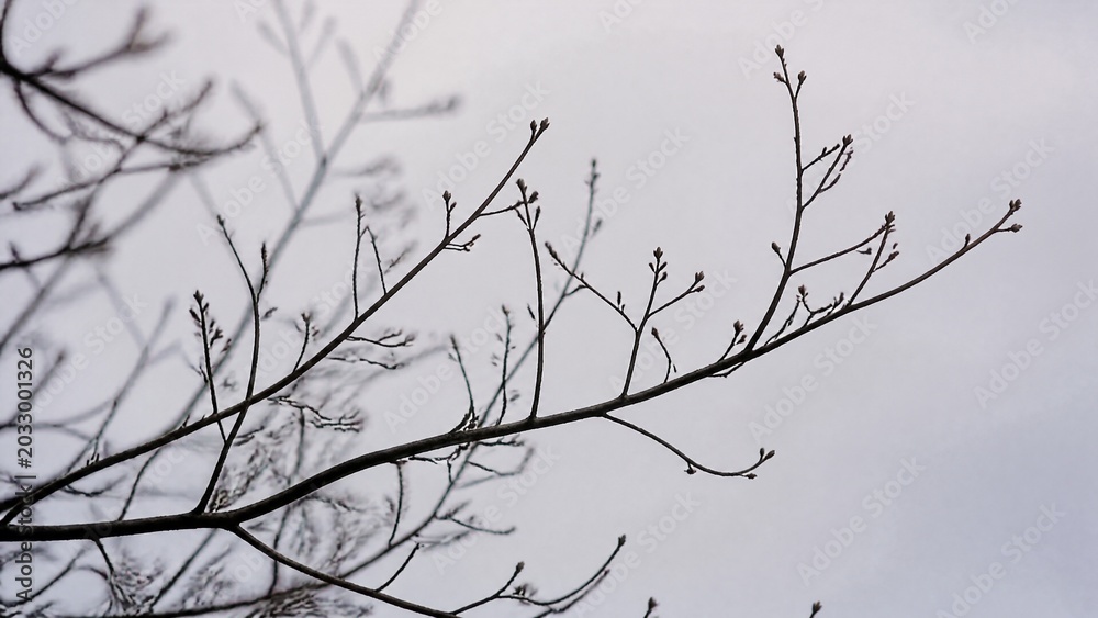 Fototapeta premium leafless. Bare tree branches in winter creating a silhouette against a soft grey sky. gardening catalogs, home-decor guides, designed for home decor and floral branding, used by policy analysts.