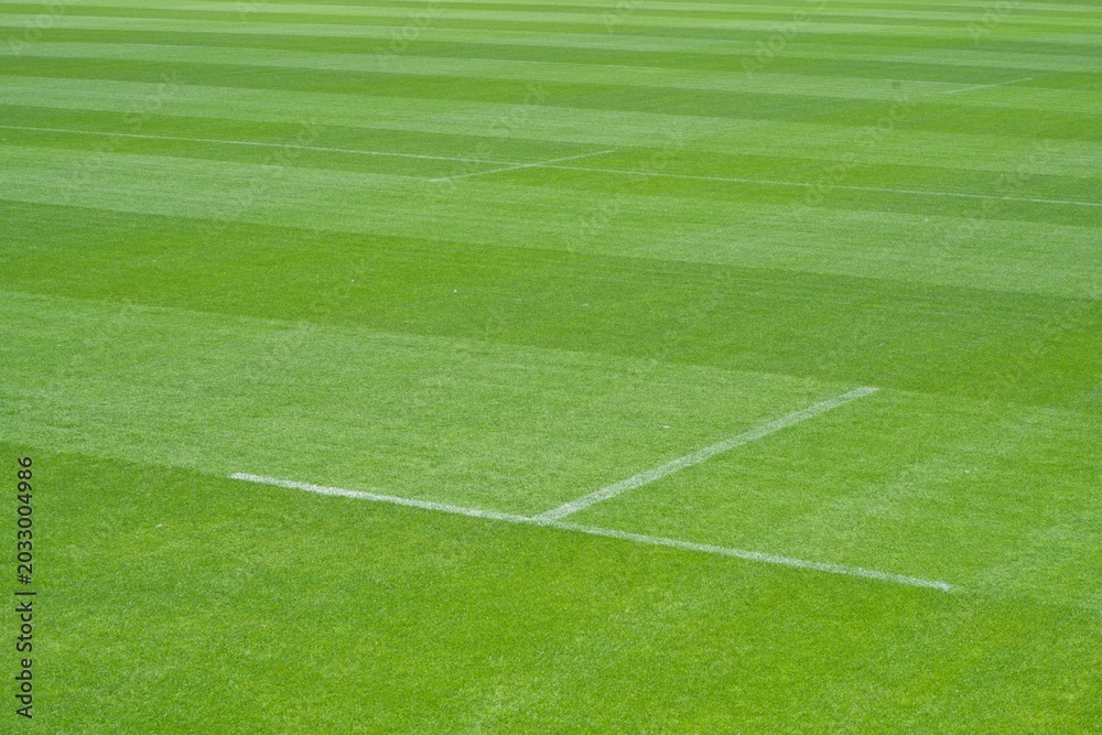 Obraz premium green grass of a rugby field