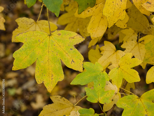 Close up of yellow autumn leafs of a field maple tree, acer campestre