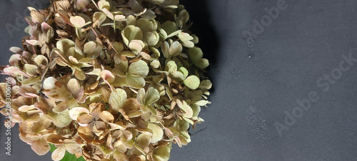 Dried hydrangea flowers close-up, macro photography