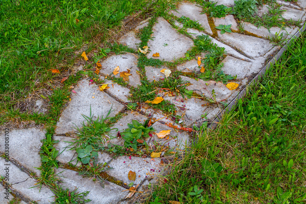 Fototapeta premium Overgrown stone garden path with stone tiles surrounded by grass. Old paving walkway with weeds and fallen leaves. Landscaping detail for backyard exterior design and park maintenance