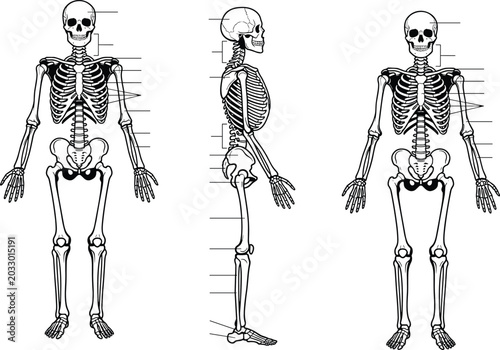 Bild auf Leinwand Human skeleton anatomy diagrams labeled front, side, and back views showing bone
