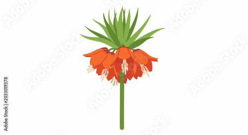 An illustration of an orange imperial fritillary flower on a green stem