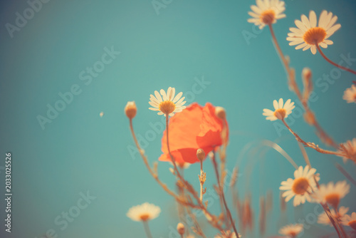 Detailed horizontal shot of vibrant red poppies with dew or water drops on petals. Dreamy vintage aesthetic with beautiful bokeh and golden light, nostalgic summer nature illustration.
