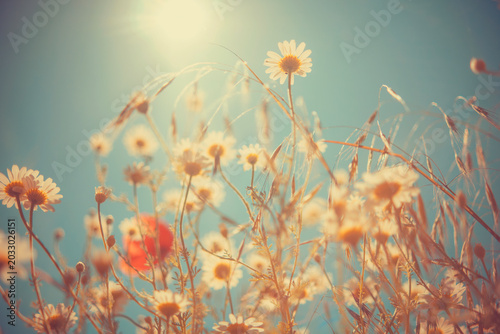 Quadro em tela Red poppy flowers in a green field moving gracefully in the breeze