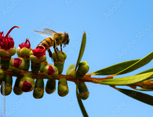 Bild auf Leinwand Macro view of a honey bee collecting pollen on red flower buds of a bottlebrush plant branch against a clear blue sky background